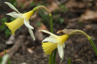 Narcissus 'Elka'  bestellen